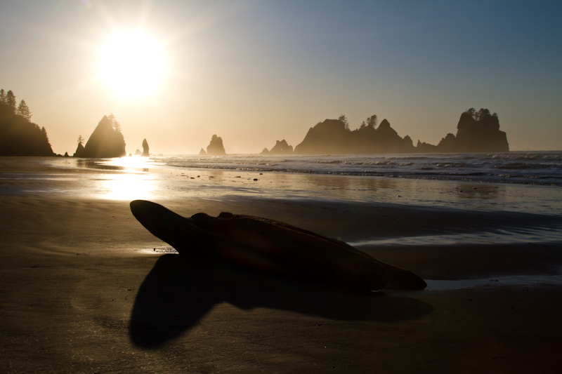 Driftwood On Shi Shi Beach